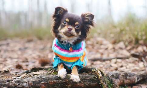 do dogs really need sweaters