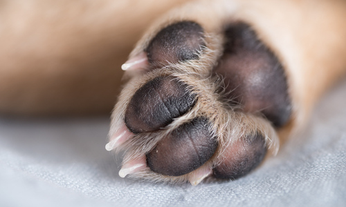 Reproducere Snuble Sult How to Treat Common Paw Problems in Dogs - VetMedics