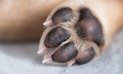 How to Treat Common Paw Problems in - VetMedics