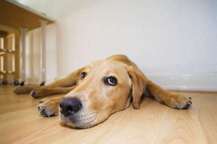 Does Your Dog Suffer From Anxiety?