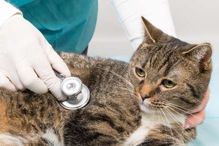 Heart Disease in Cats VetMedics