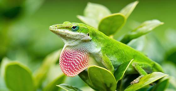 Green Anoles