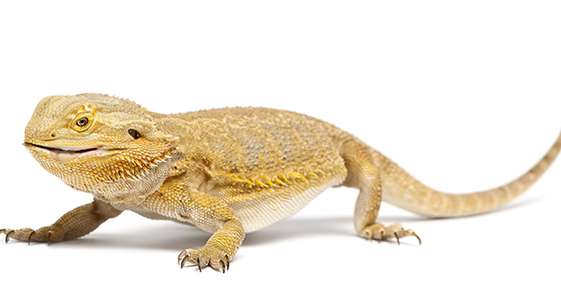 Bearded Dragons