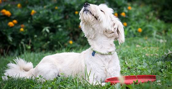 The Incredible Sense of Smell in the Dog