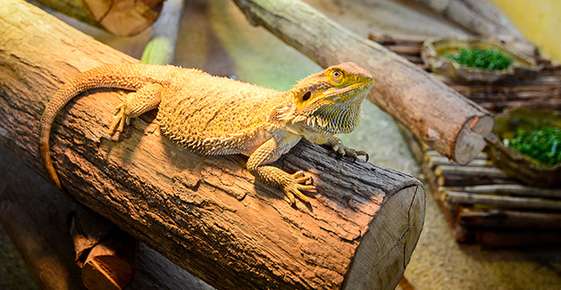 Captive Reptiles May Have Nutritional Deficiency