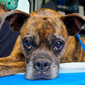 At Home Euthanasia